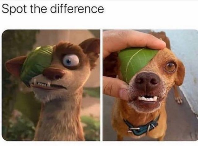 Dog Memes (27 pics)