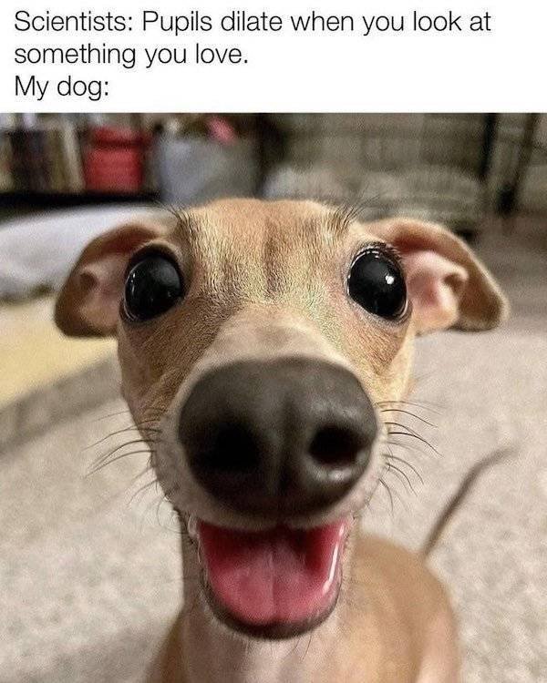 Dog Memes (27 pics)