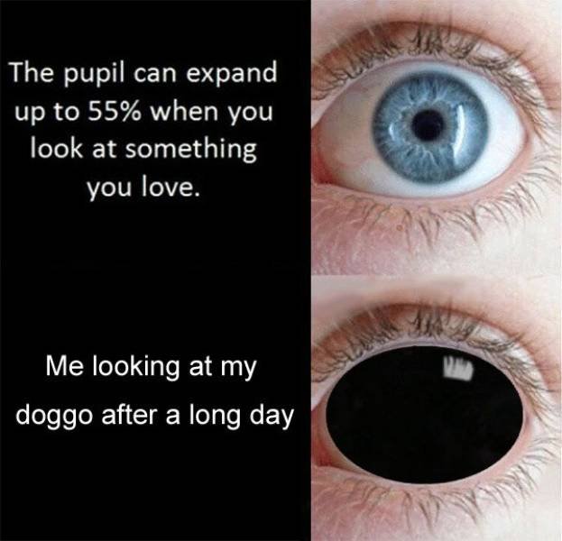 Dog Memes (27 pics)