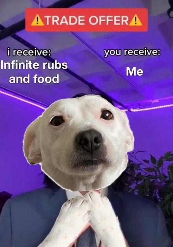 Dog Memes (27 pics)