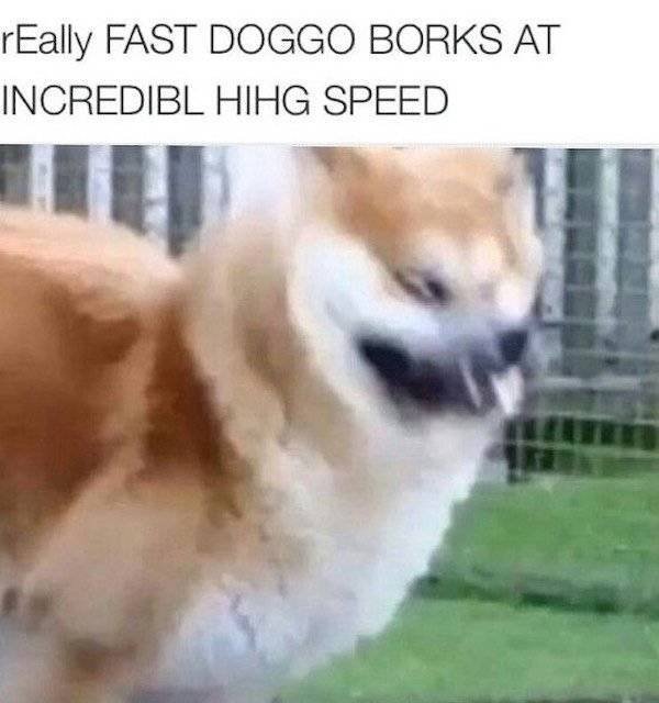 Dog Memes (27 pics)