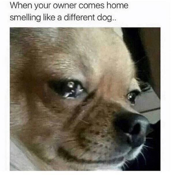 Dog Memes (27 pics)