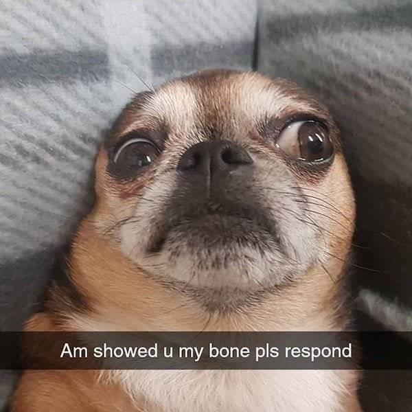 Dog Memes (27 pics)