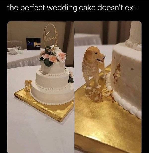 Dog Memes (27 pics)