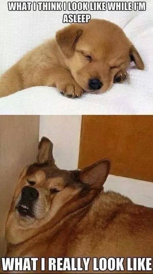 Dog Memes (27 pics)