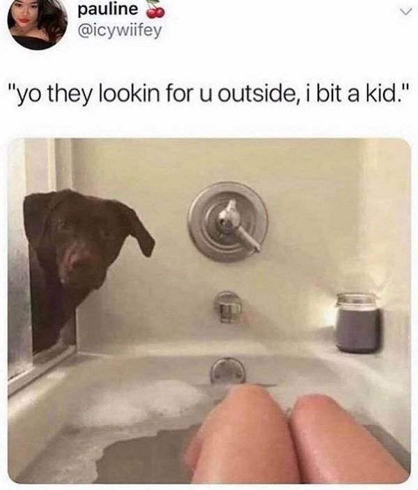 Dog Memes (27 pics)