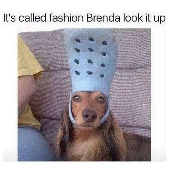 Dog Memes (27 pics)
