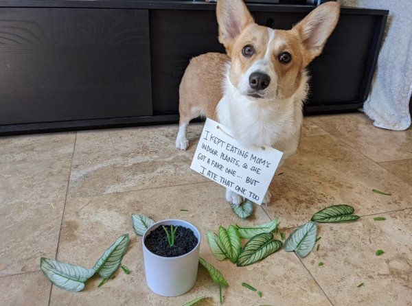 Animal Shaming (29 pics)