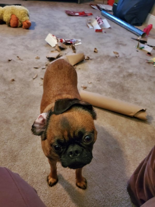 Animal Shaming (29 pics)