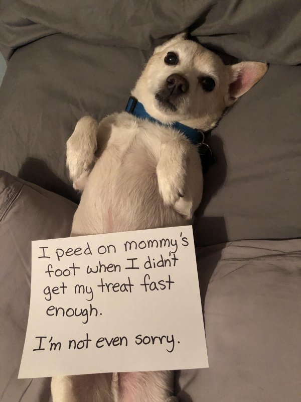 Animal Shaming (29 pics)