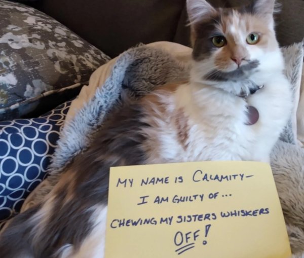 Animal Shaming (29 pics)