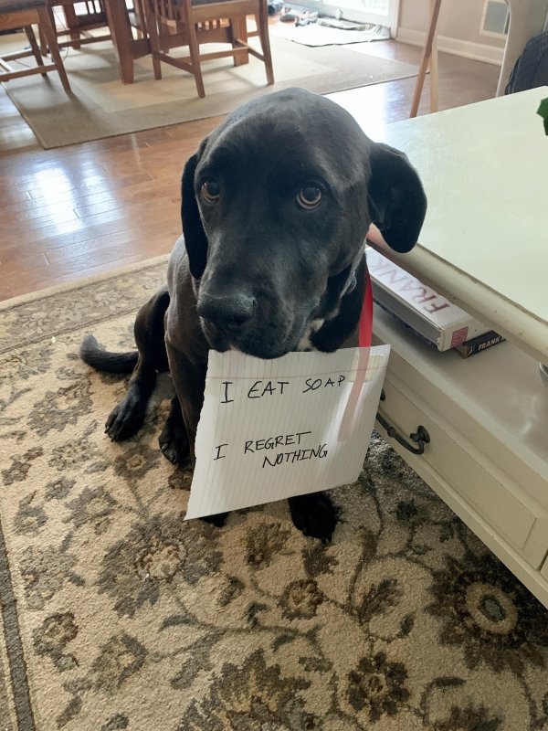 Animal Shaming (29 pics)