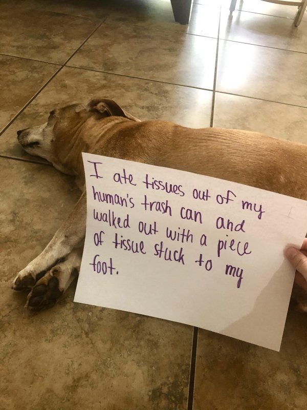 Animal Shaming (29 pics)