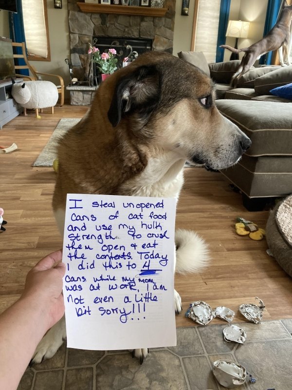 Animal Shaming (29 pics)