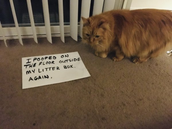 Animal Shaming (29 pics)