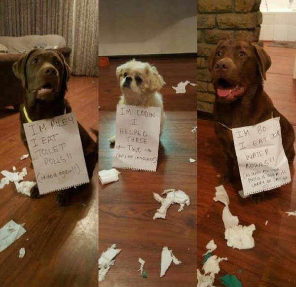 Animal Shaming (29 pics)