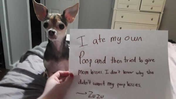 Animal Shaming (29 pics)