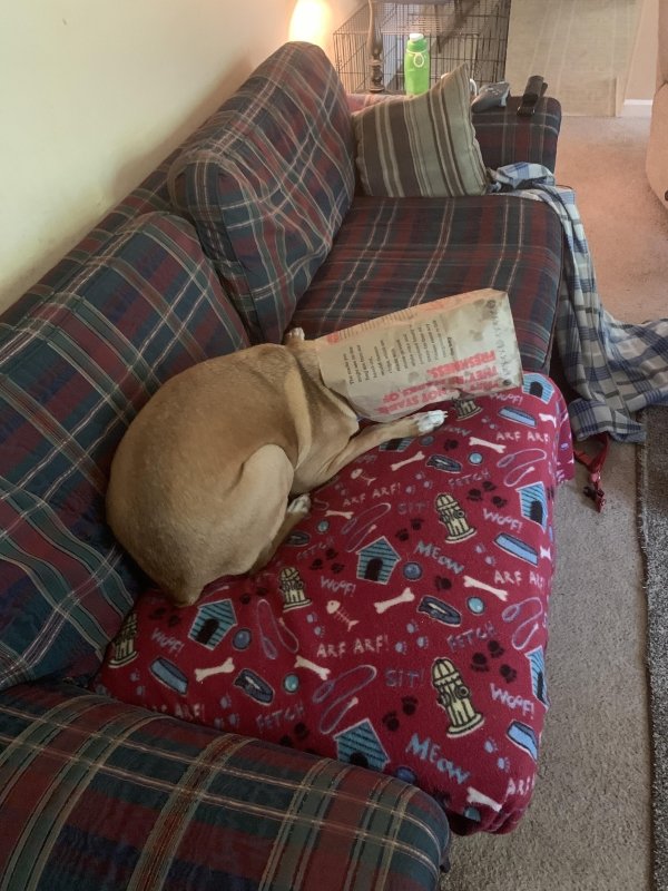 Animal Shaming (29 pics)