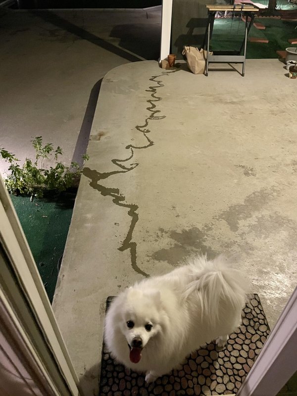 Animal Shaming (29 pics)