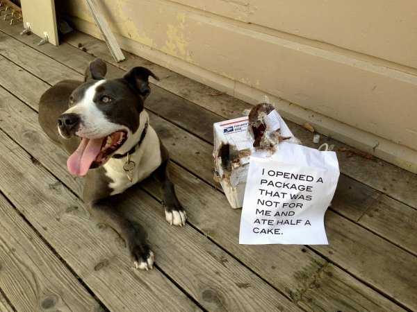 Animal Shaming (29 pics)
