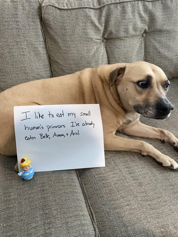 Animal Shaming (29 pics)