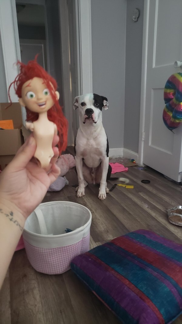 Animal Shaming (29 pics)