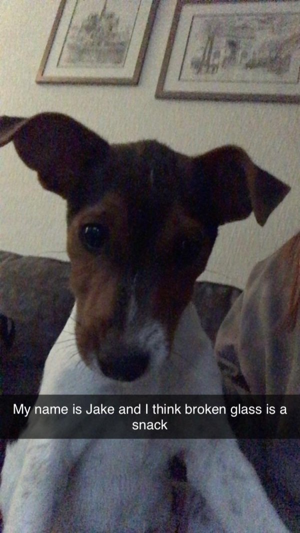 Animal Shaming (29 pics)