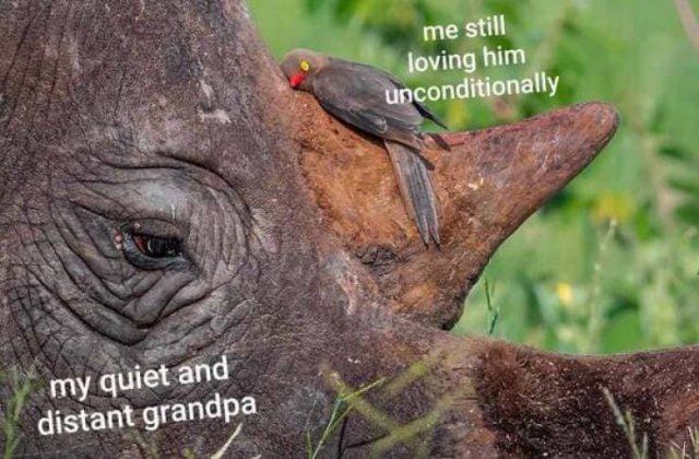 Wholesome Memes (39 pics)