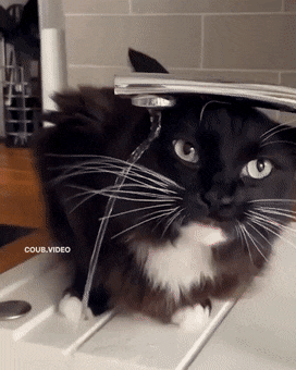 Acid Gifdump, April 29 (25 gifs)