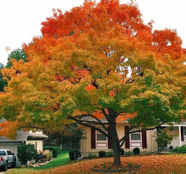 Perfection Is Possible (29 pics)