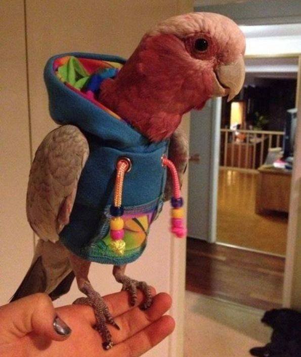 Acid Picdump 1 (96 pics)