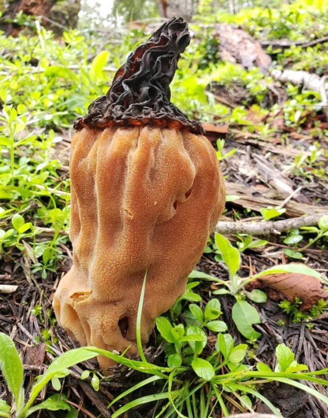 Awesome Things (20 pics)