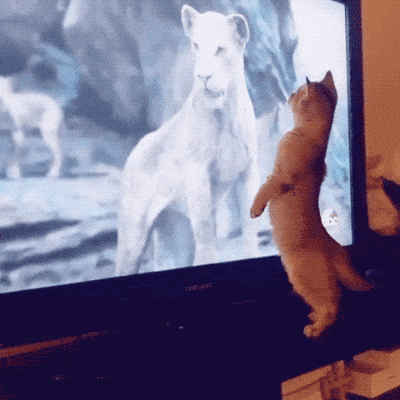 Wow GIFs (22 gifs)