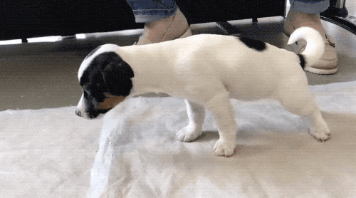 Wow GIFs (22 gifs)