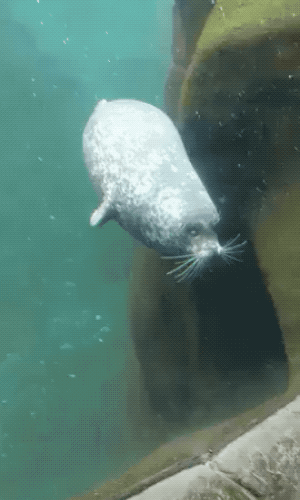 Wow GIFs (22 gifs)