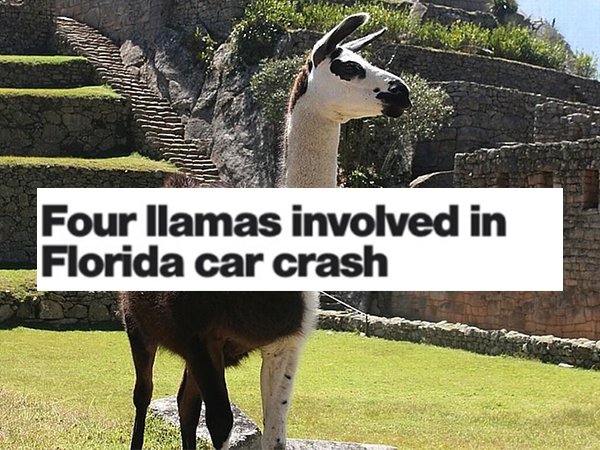 Insane Florida Headlines (28 pics)