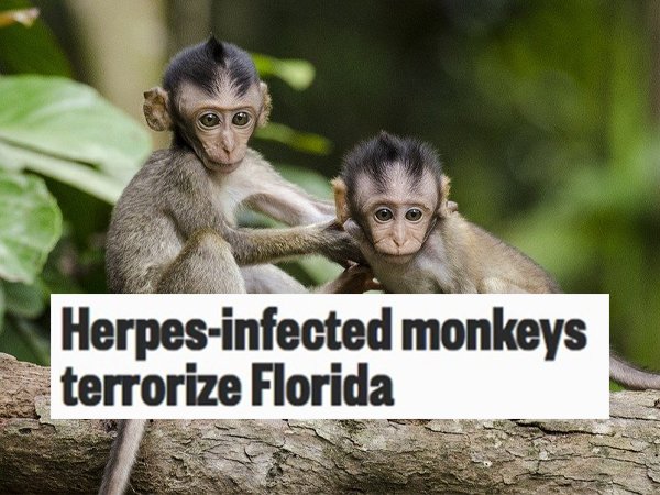 Insane Florida Headlines (28 pics)