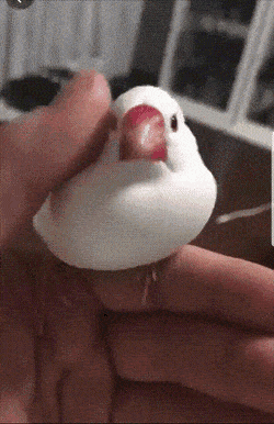 Acid Gifdump, May 4 (25 gifs)