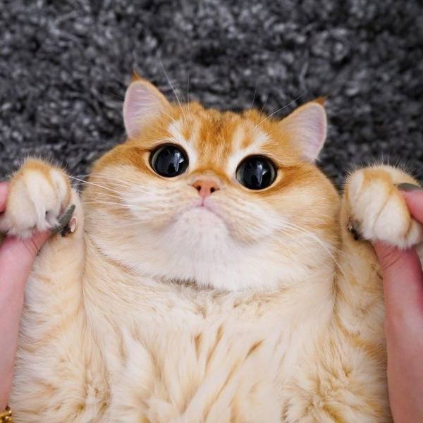 Acid Picdump 2 (84 pics)