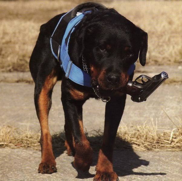 Acid Picdump 2 (84 pics)