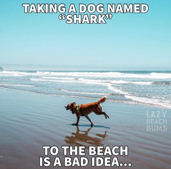 Beach Memes (31 pics)