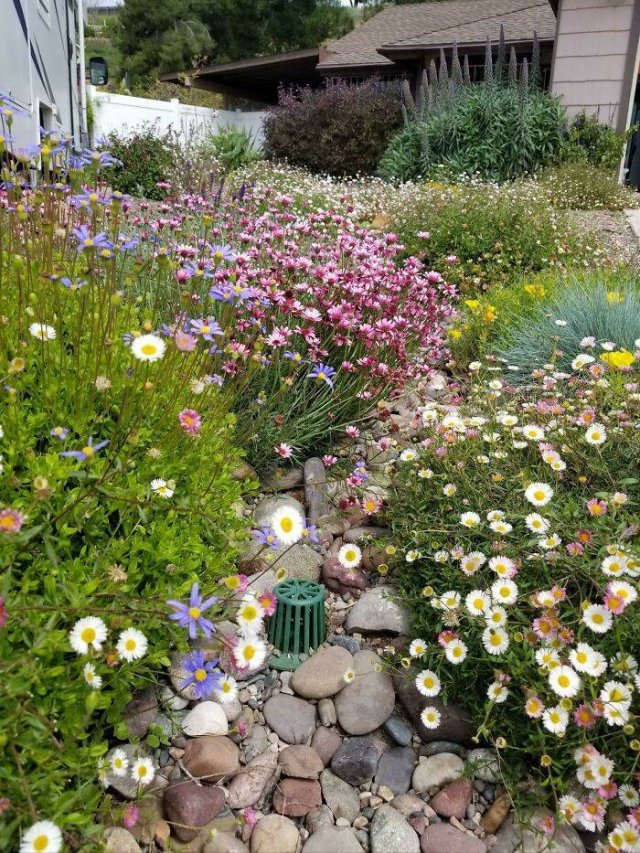 People Show Off Their Gardens And Plants (48 pics)