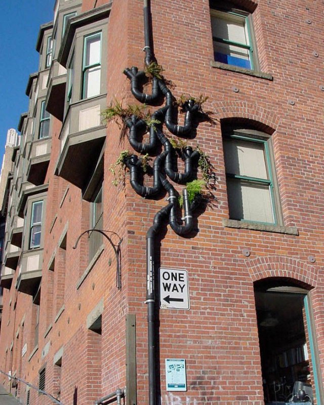 People Show Off Their Gardens And Plants (48 pics)