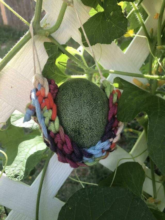 People Show Off Their Gardens And Plants (48 pics)