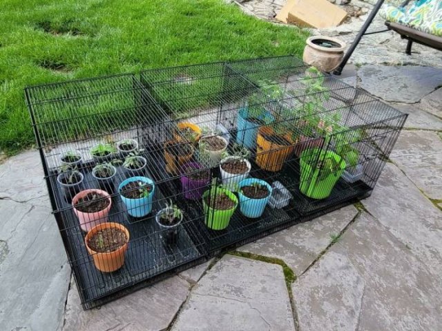 People Show Off Their Gardens And Plants (48 pics)