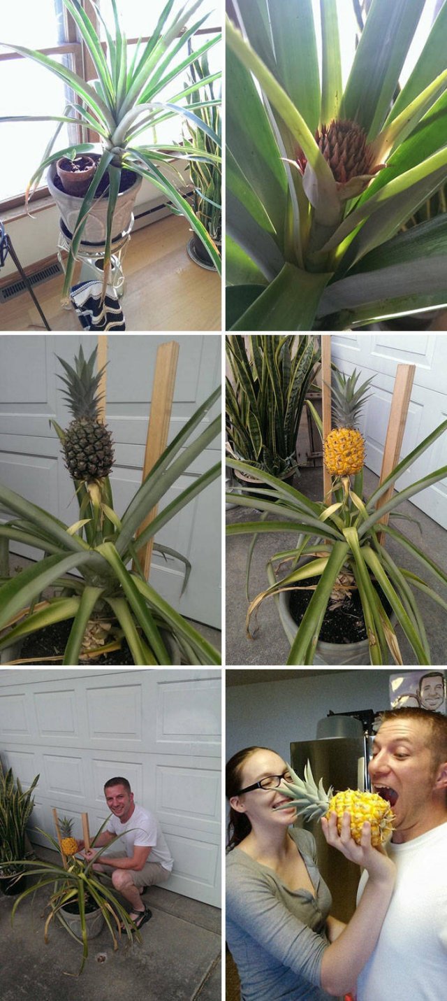 People Show Off Their Gardens And Plants (48 pics)