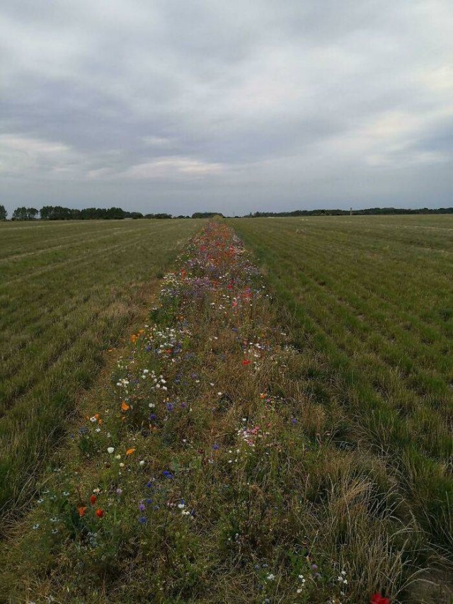 People Show Off Their Gardens And Plants (48 pics)