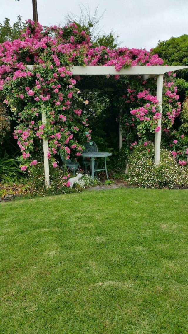 People Show Off Their Gardens And Plants (48 pics)