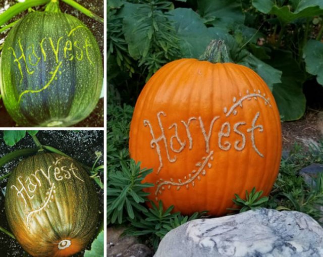 People Show Off Their Gardens And Plants (48 pics)