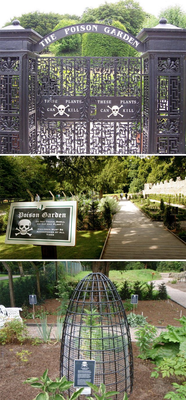 People Show Off Their Gardens And Plants (48 pics)